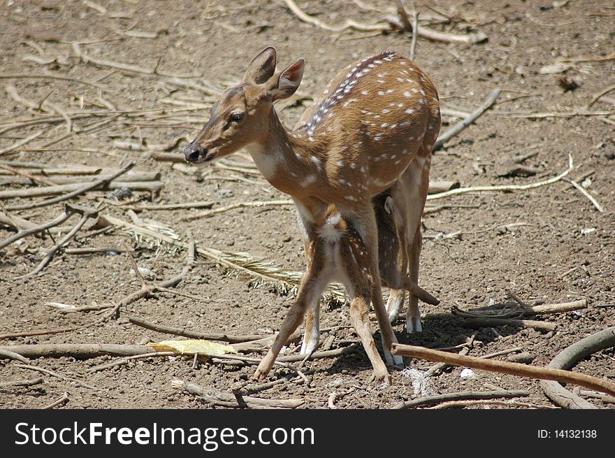 Deer feeding its fawn spring time. Deer feeding its fawn spring time