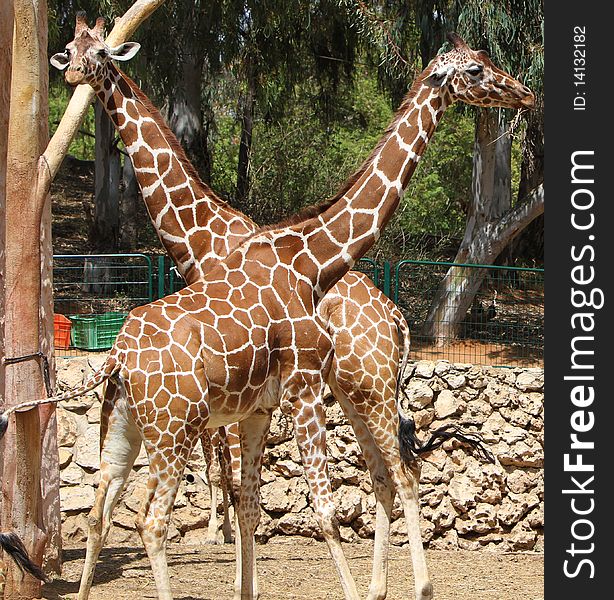 Young giraffe couple at the zoo summertime