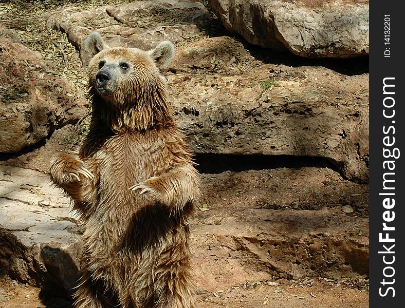 Brown grizzly bear standing on his two feet