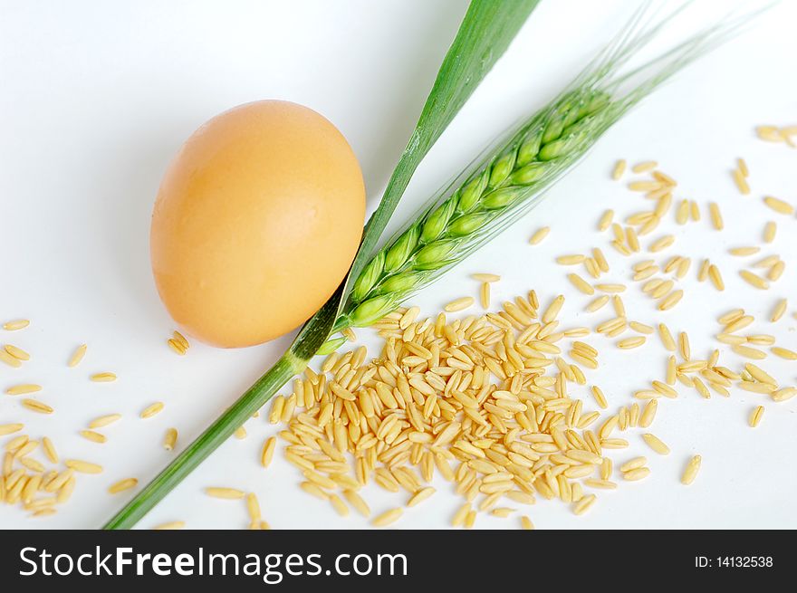 Closeup view of green wheat ear and wheat grain with an egg isolated on white background. Closeup view of green wheat ear and wheat grain with an egg isolated on white background