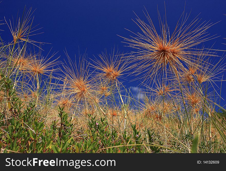 Dry grass field shown against blue sky. Dry grass field shown against blue sky