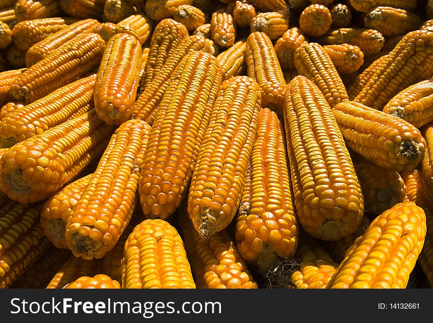 Pile of bright ripe yellow corncobs