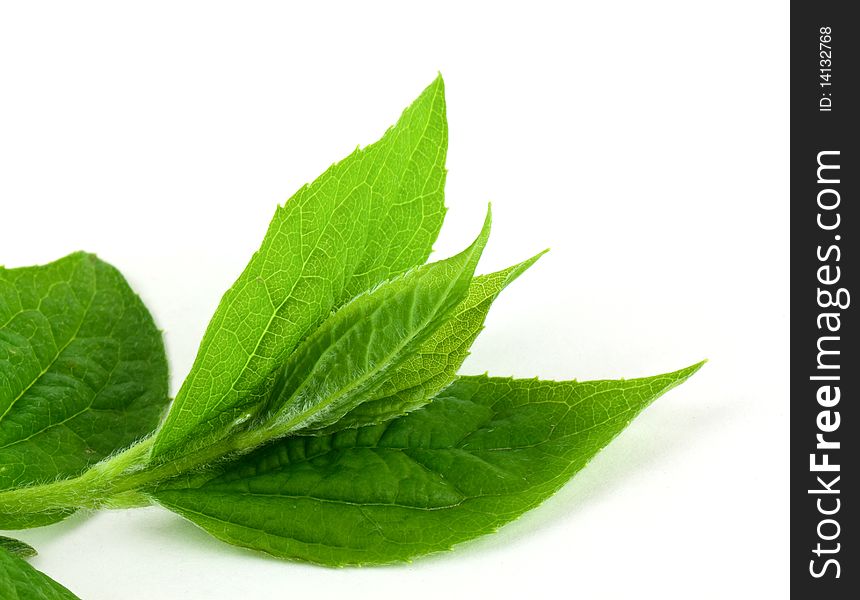 Jasmine leaves isolated on white