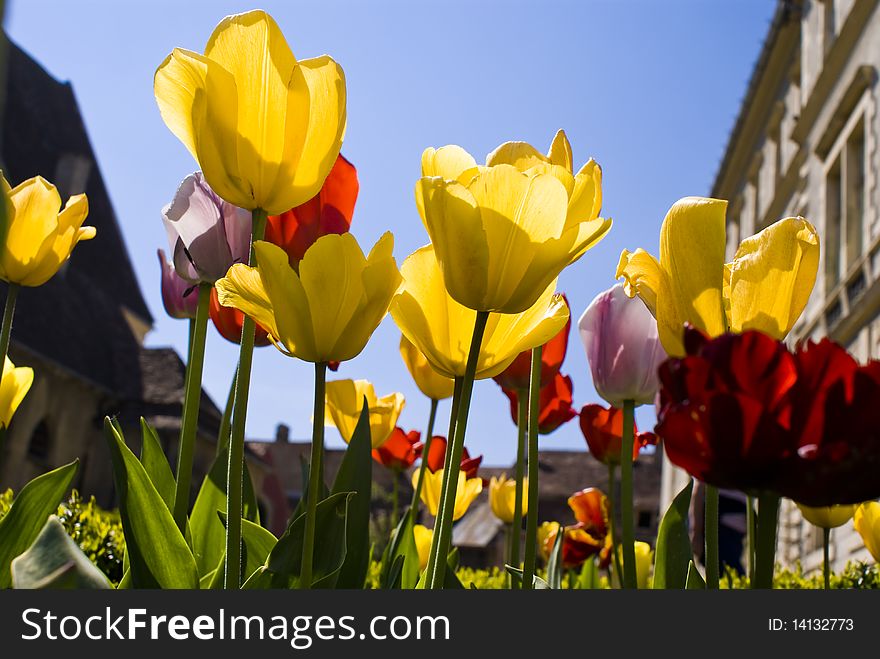 Beautiful spring flowers in sunshine