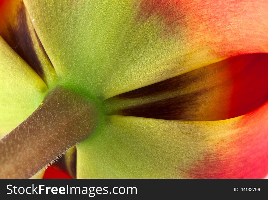 Tulip flower. Close up photo.