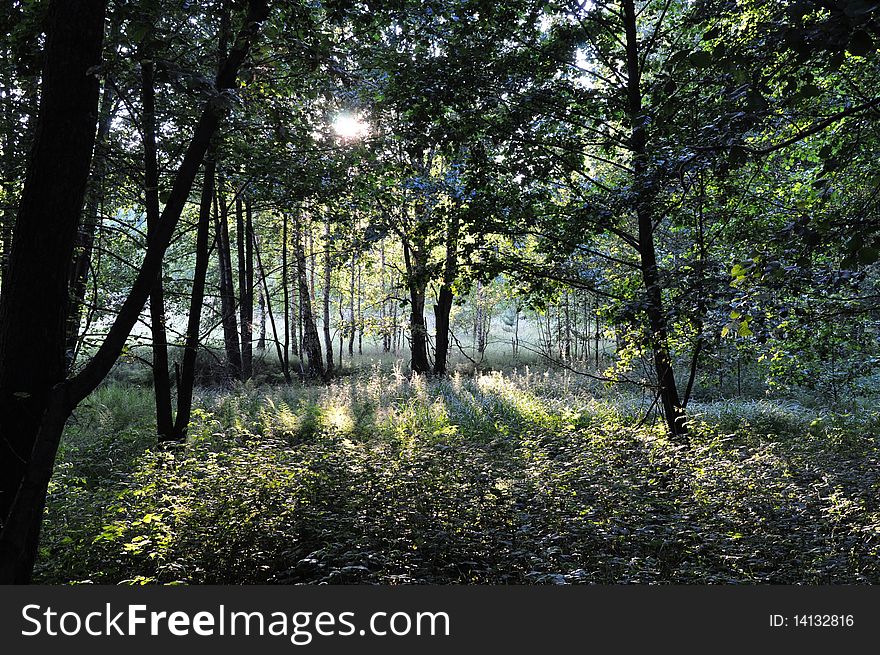 Solar beams through foliage shine wood.