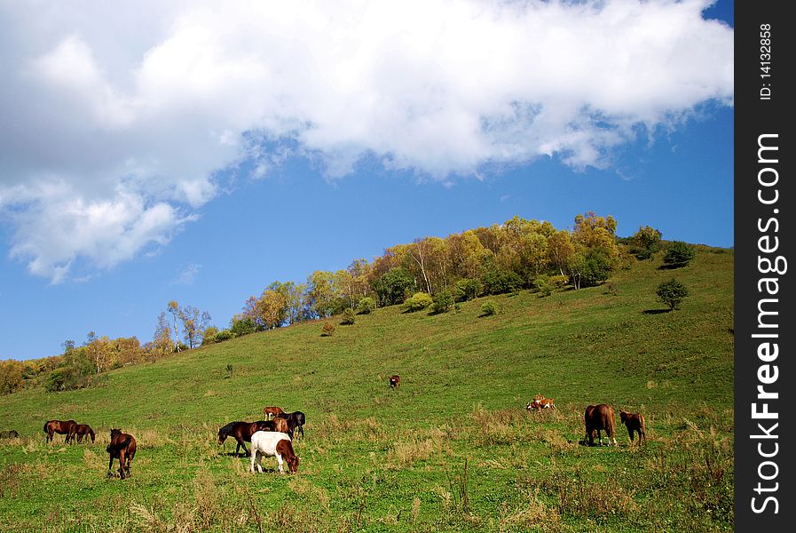 Natural Horse Farm