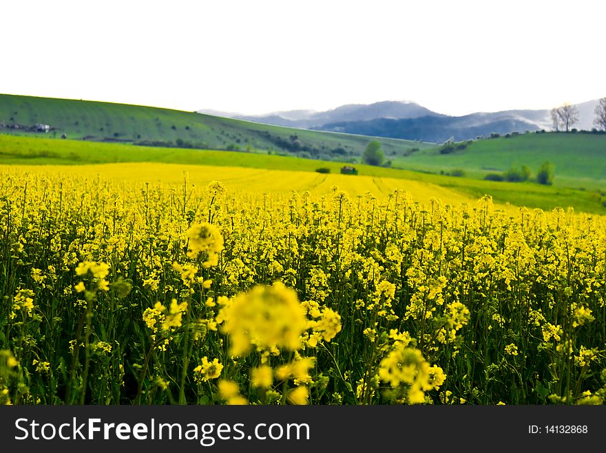 Field with many yellow flowers