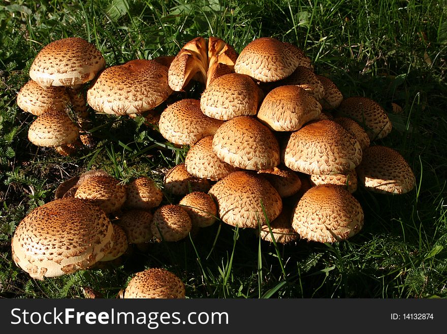 A cluster of mushrooms in the autumn