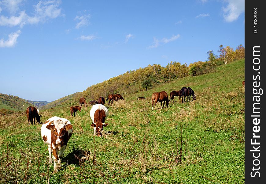 Cattle, horse ranch in Baoji, Shaanxi, China. Cattle, horse ranch in Baoji, Shaanxi, China