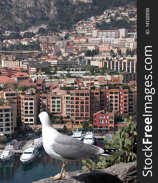 Seagull above harbour at Monte Carlo
