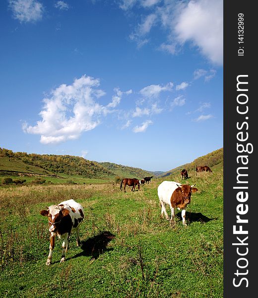 Horses And Cattle Grazing With The