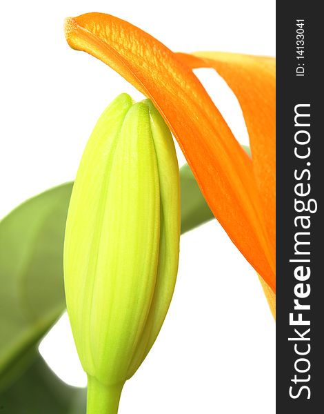 Beautiful orange Tiger Lily bud on white