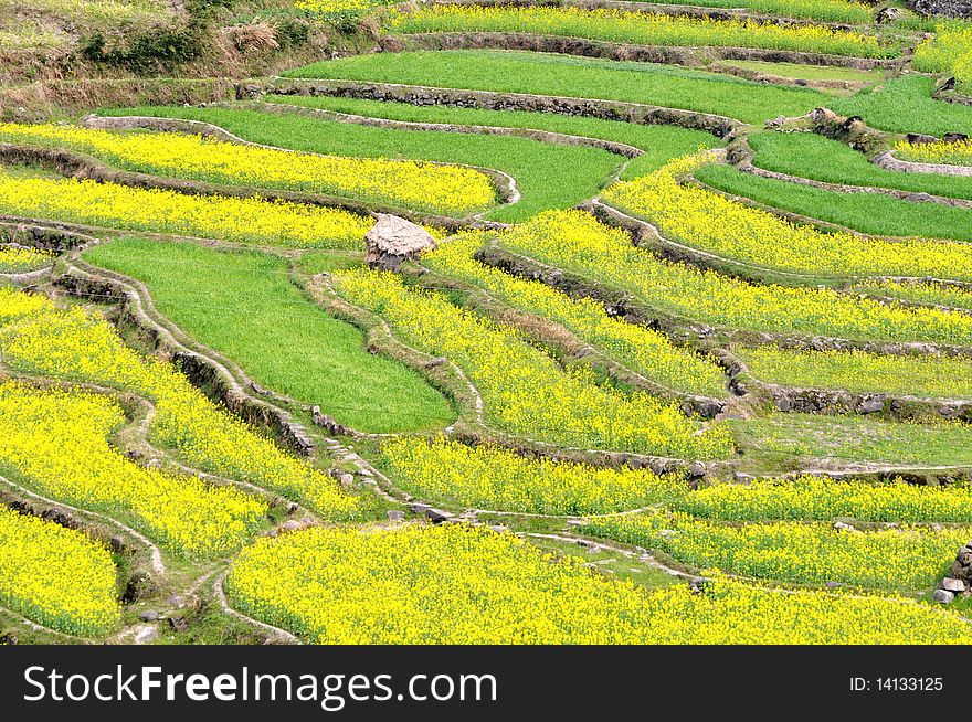 Scenery of blooming rapeseed or oil crop fields in spring. Scenery of blooming rapeseed or oil crop fields in spring