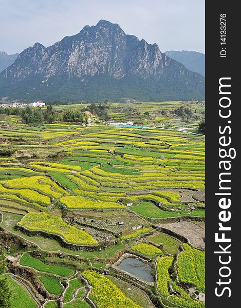 Scenery of blooming rapeseed or oil crop fields at the foot of the mountains in spring. Scenery of blooming rapeseed or oil crop fields at the foot of the mountains in spring