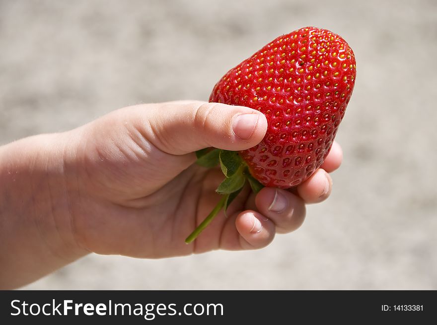 Big strawberry in the hand of a child