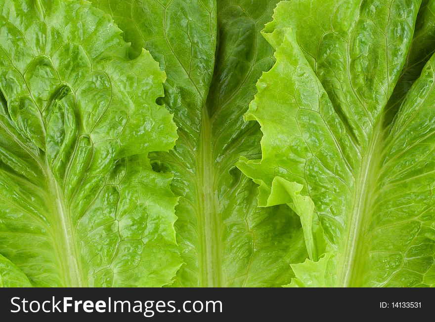 Background from green fresh lettuce