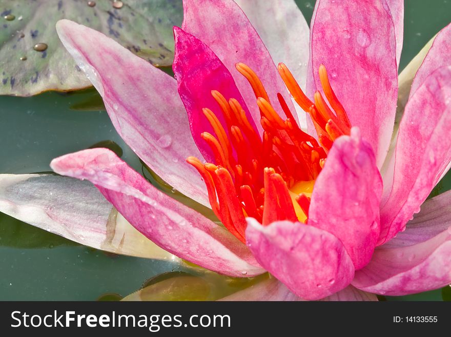 Pink color lotus on leaf and water background image