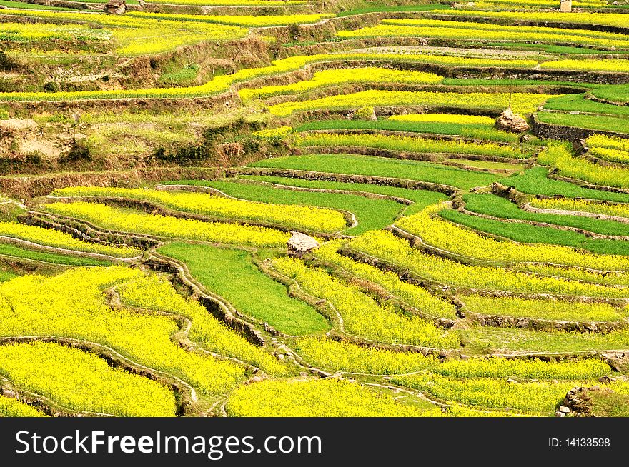 Rapeseed fields