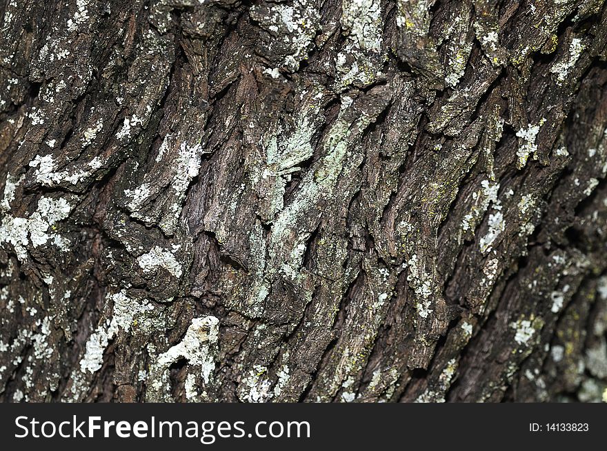 Tree bark covered with moss