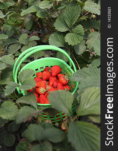 Fresh strawberry fruits in the basket from garden. Fresh strawberry fruits in the basket from garden