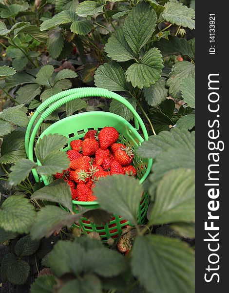 Strawberry from garden