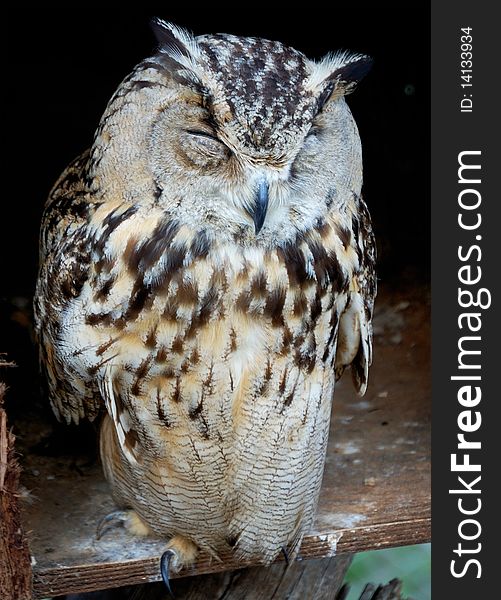 Sleeping bubo bubo (eurasian eagle-owl)