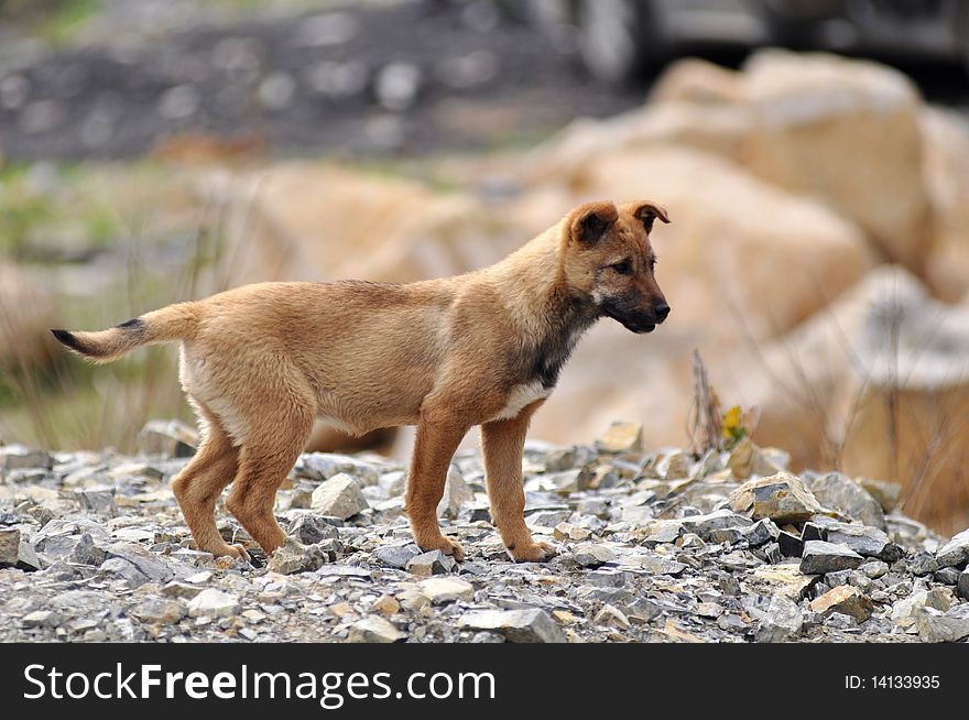 Little dog looking forward on a hill