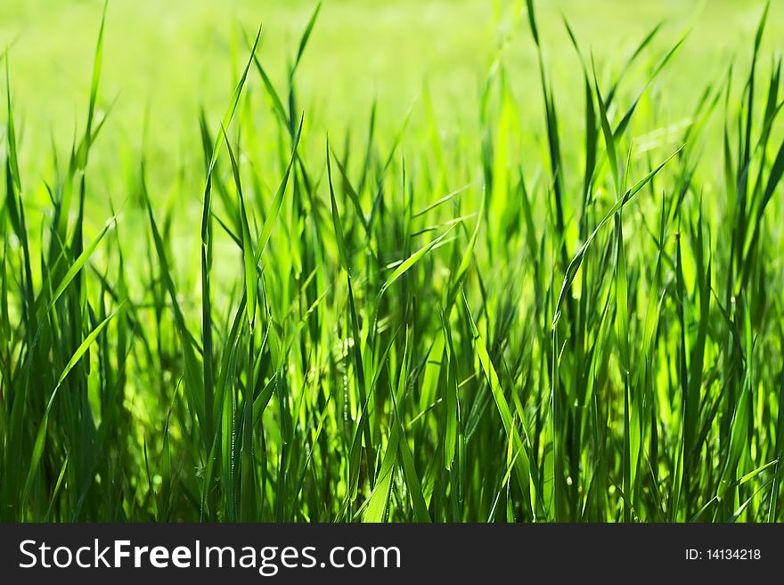 Outdoor closeup shot of a green grass in sunlights