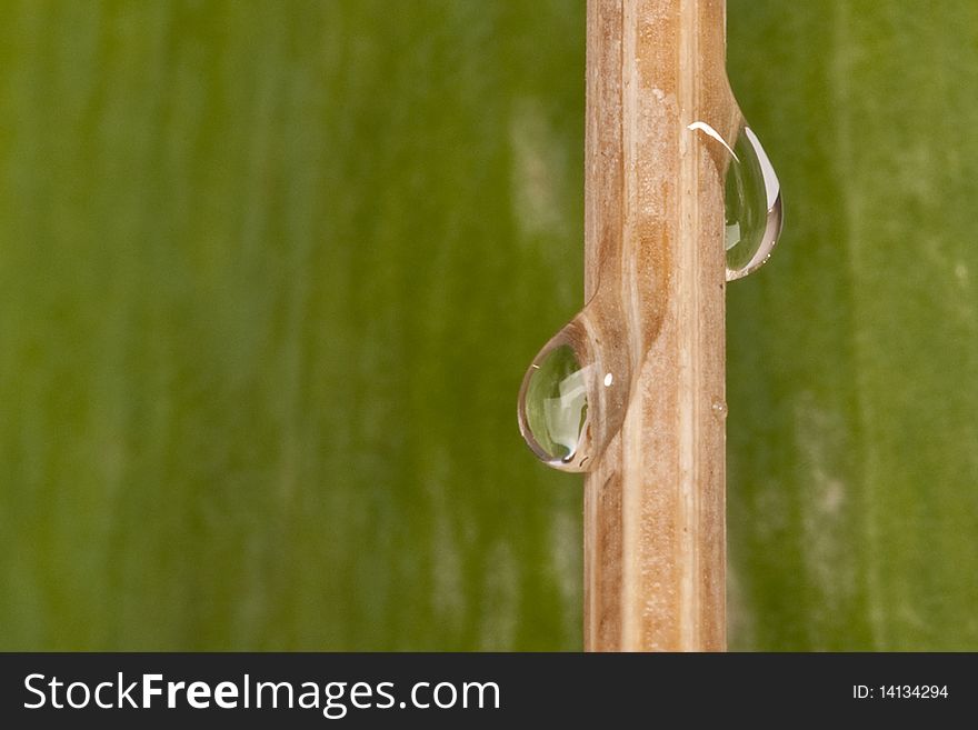 Water drops flow down on a tree branch
