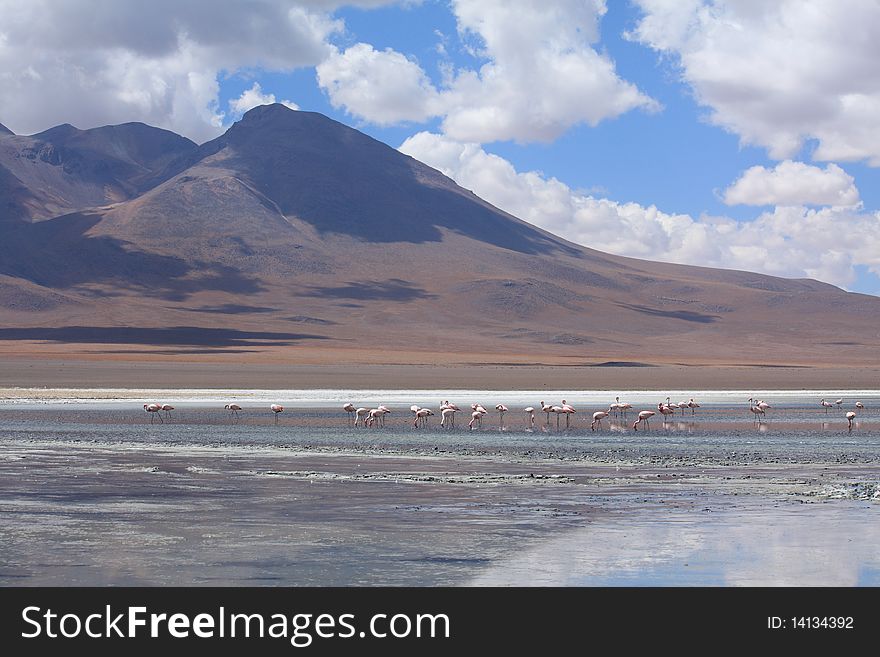 Pink flamingos in a laguna