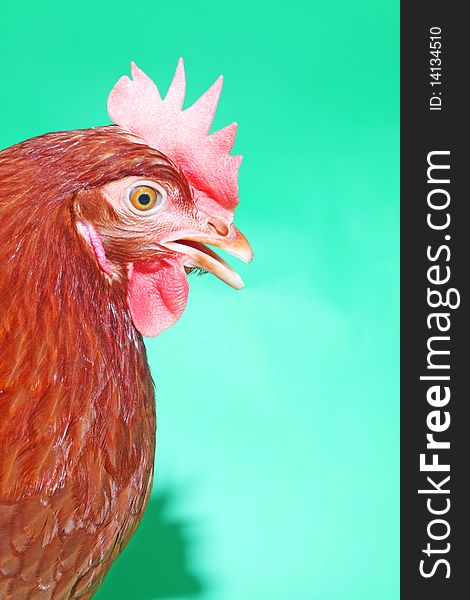 Portrait of the brown hen with open beak on the green background. Portrait of the brown hen with open beak on the green background