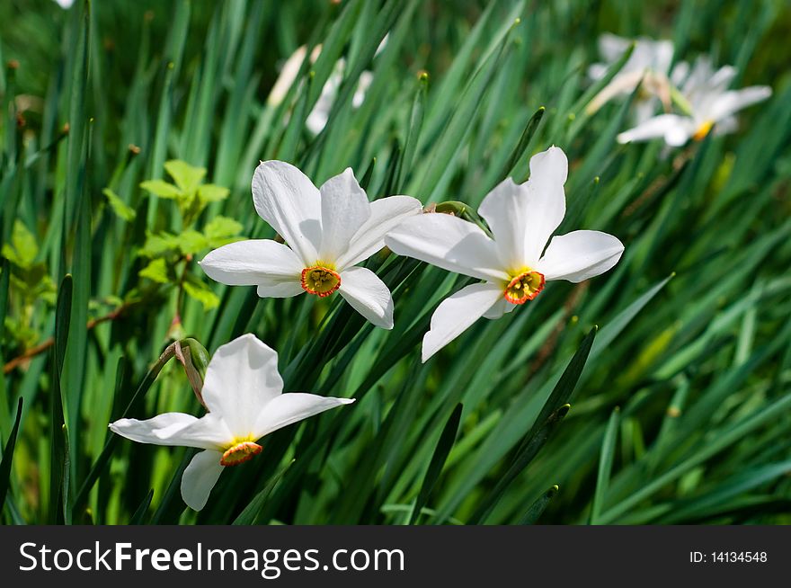 Wonderful, colorful  fresh narcissuses flowers by spring. Wonderful, colorful  fresh narcissuses flowers by spring.