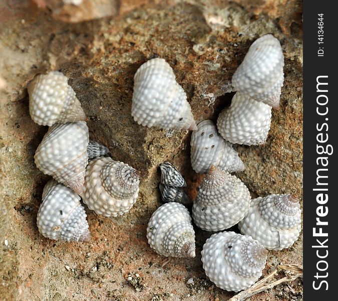 Multiple seashells on a rock near the coast very close together. Multiple seashells on a rock near the coast very close together.