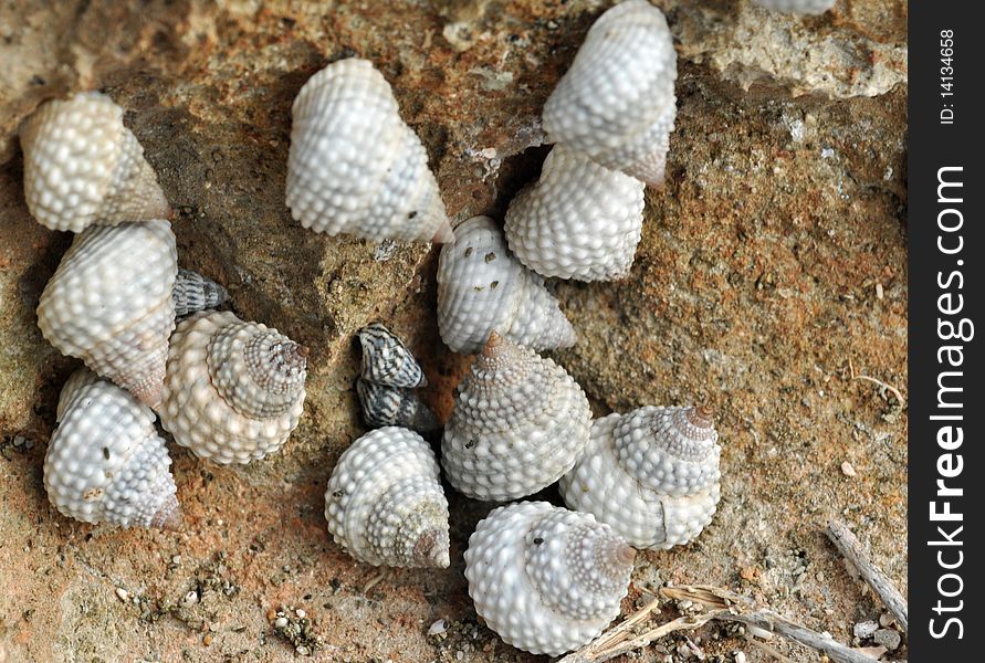 Seashell collection on a rocky edge near the coast. Seashell collection on a rocky edge near the coast