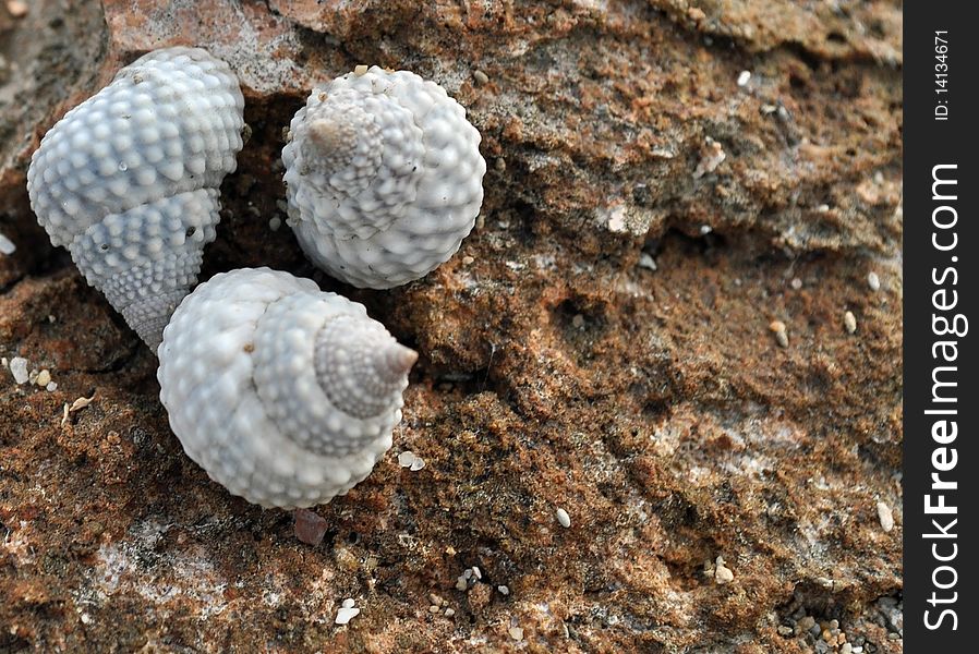 Tree seashells on a rocky edge near the coast. Tree seashells on a rocky edge near the coast.