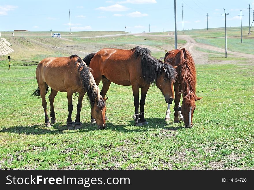 Three brown  horses on lawn and road