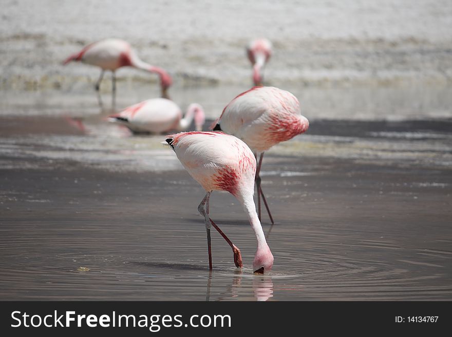 Pink flamingos in a laguna