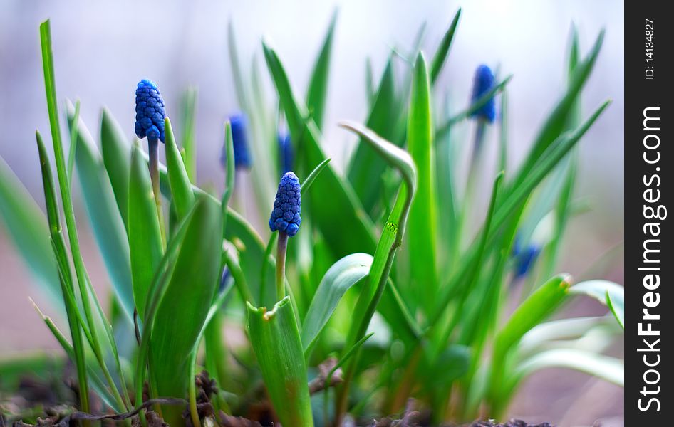 Spring young blue flowers on green stems