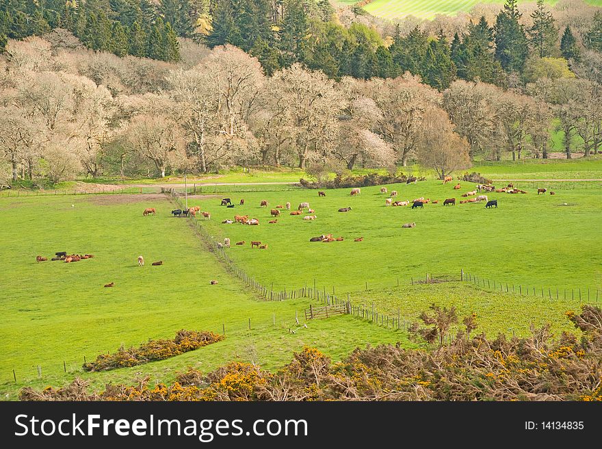 An image of a large herd of cattle newly put out to graze on emerald green fields in the Scottish Highlands. An image of a large herd of cattle newly put out to graze on emerald green fields in the Scottish Highlands.