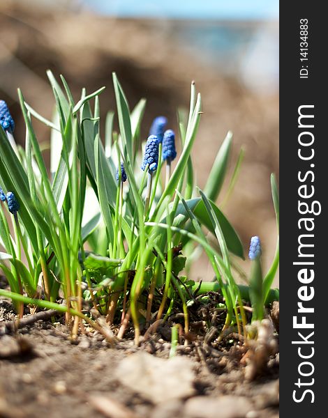 Spring young blue flowers on green stems