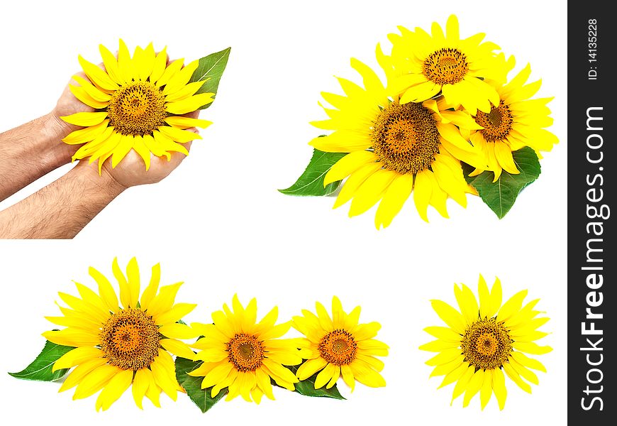 Set of various sunflowers isolated on a white background