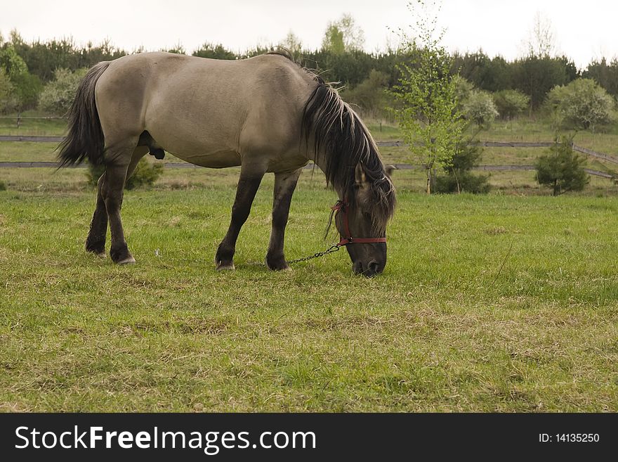 Gray horse grazing on green grass pasture. Gray horse grazing on green grass pasture
