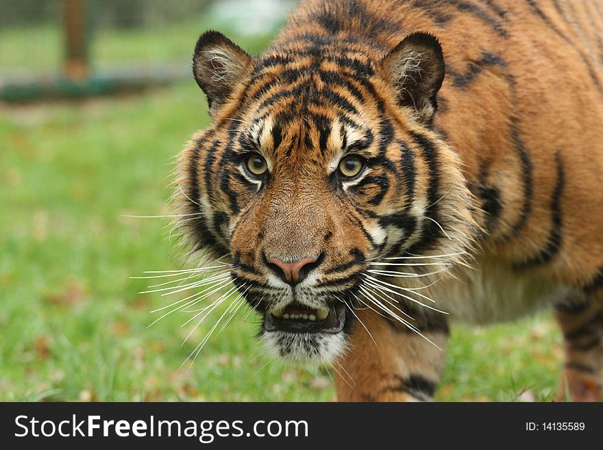 Young tiger. Wildlife Heritage Foundation, Kent UK