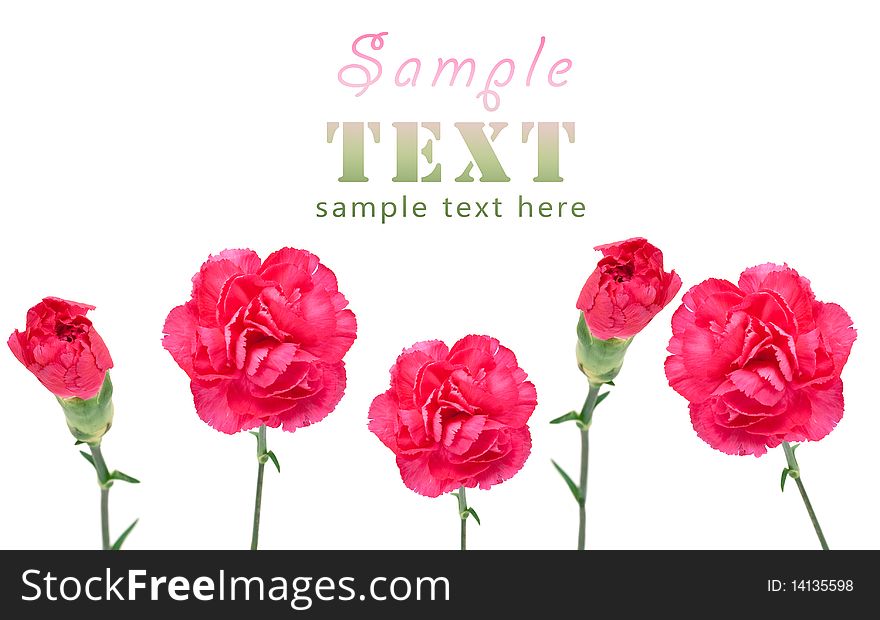 Purple carnations on a white background