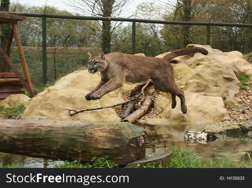 Leaping mountain lion.  Wildlife Heritage Foundation, Kent UK