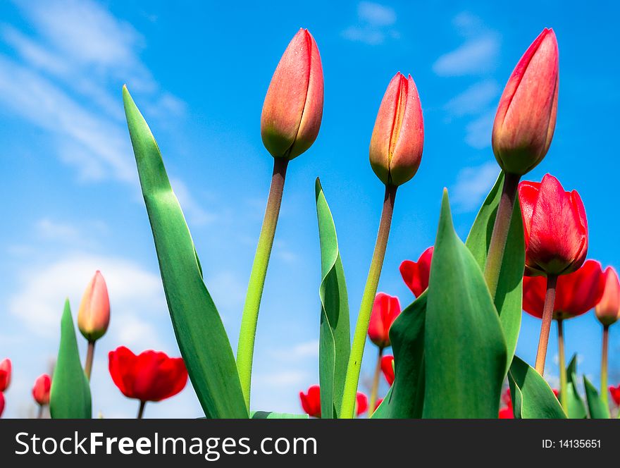 Young red tulips against the blue sky