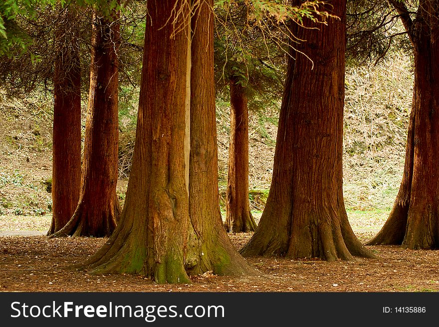 Trees at park at spring time,depth of field. Trees at park at spring time,depth of field