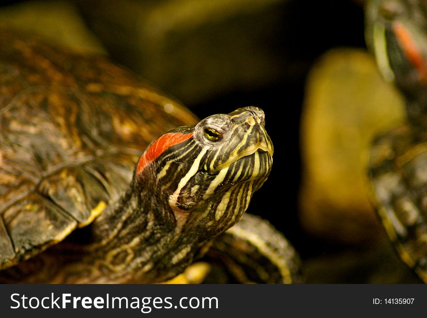 Turtle head close up, shallow depth of field