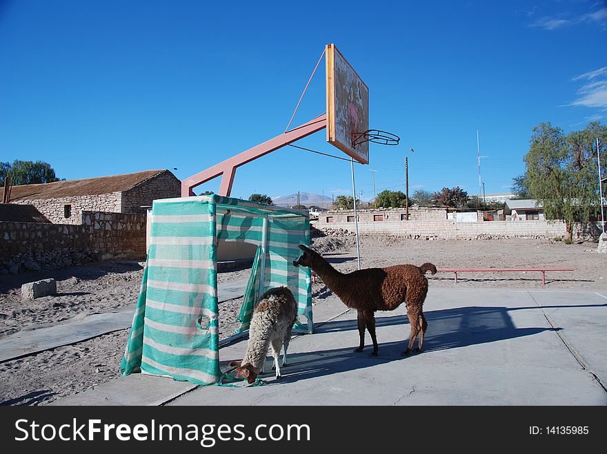 Small Chilean village basketball court with two llamas around